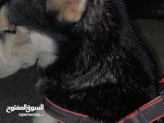 كلب هاسكي انثى حامل