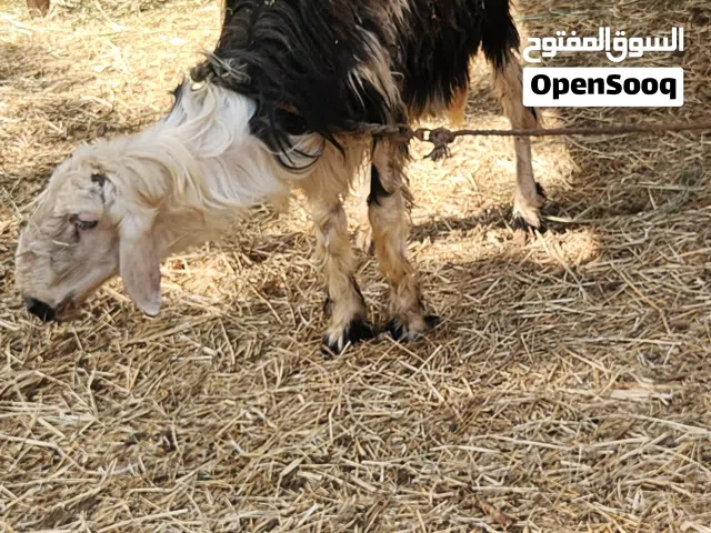 كبش نجدي صنف فاخر