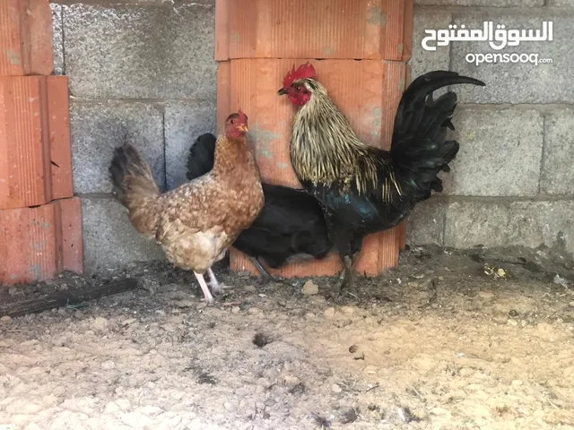 دجاح عربي للبيع