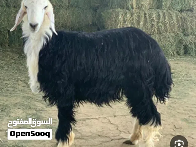 مطلوب خروف نجدي