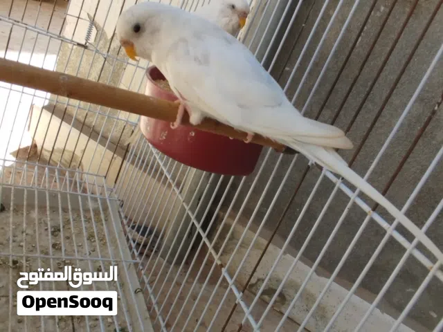 كوبيه بقلينو