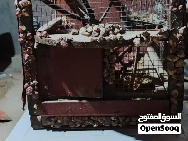3 اقفاص ومعاهم سزنة
