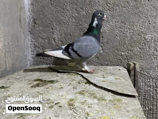 طيره بلقه + طيره بوزاي حمره حبكين