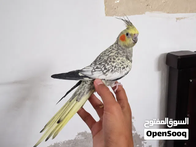 ببغاء كوكتيل ترويض داخلي او خارجي