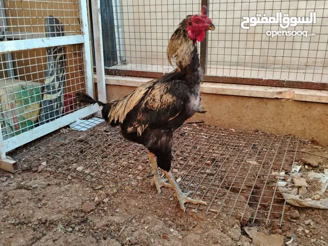 ديك باكستاني للبيع