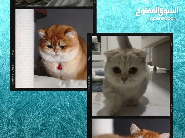 اناث من ام منجكن واب ابسولو