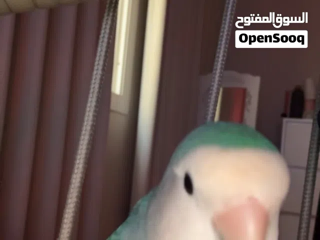 طير روز للبيع ازرق