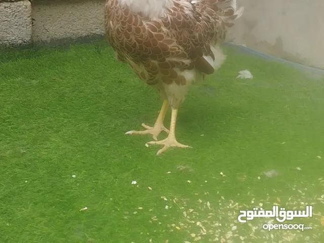 عتوقة ون دوت بركاني تاج العمر 4 شهور ونص مواصفات فل