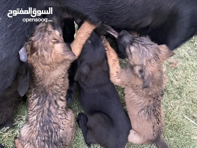 كلاب للبيع جيرمن