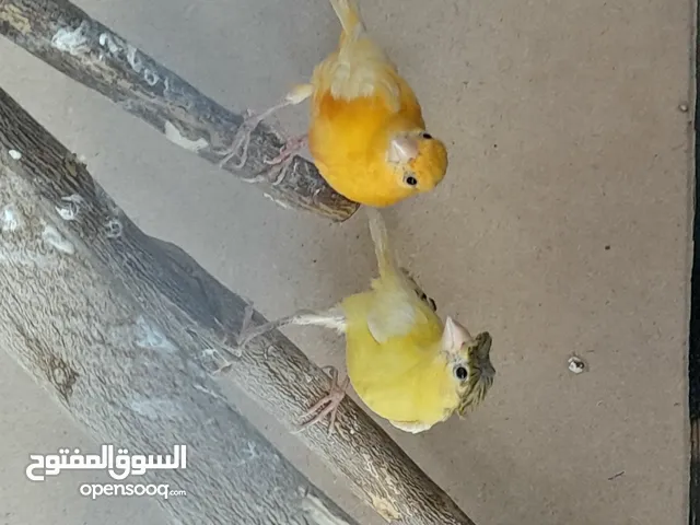 حبتين كنار أحمر واصفر مقرفل العمر شهرين