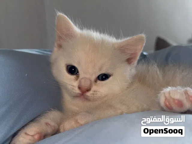 قطة متدربة تروح الحمام و تاكل دراي فود