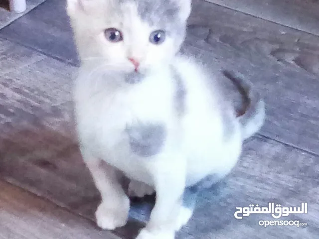 قطة انثى بعمر 3 اشهر تقريبا للتبني نوعها بلدي