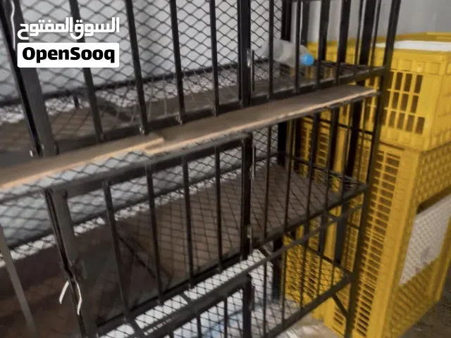 محل دجاج للبيع
