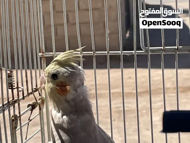 كوكتيل للبيع