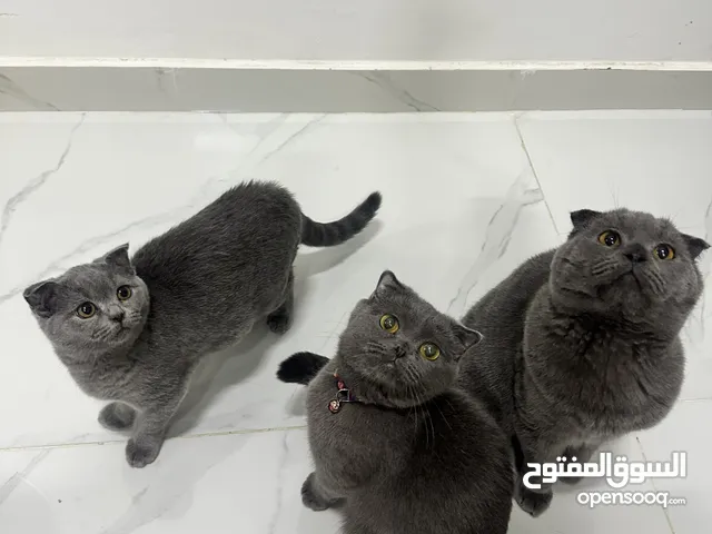 للتبني سكوتش فولد ( 1 ذكر حجم جامبو + 2 انثى ) انتاجهم روعه موجود صور