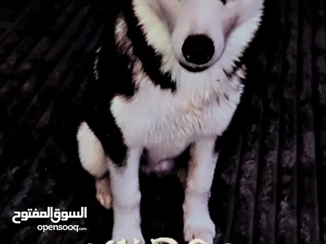 هاسكي - لعيوب - لديه شريحة إلكترونية - مدرب