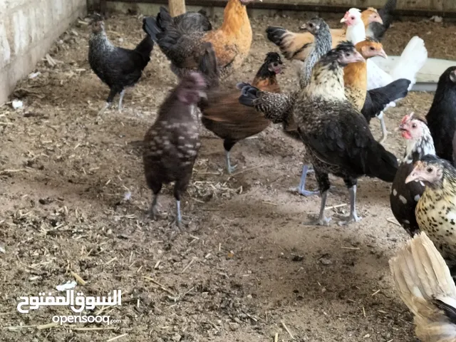 دجاج عربي قديم