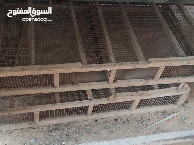 زوز قفاص نقل قراديل