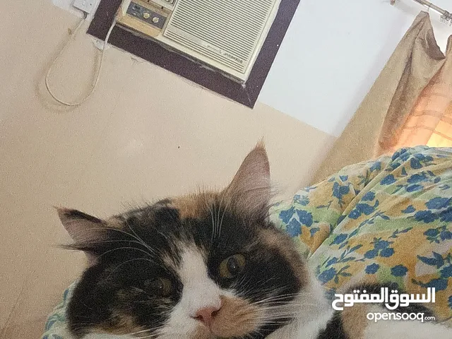 cat for free adoption