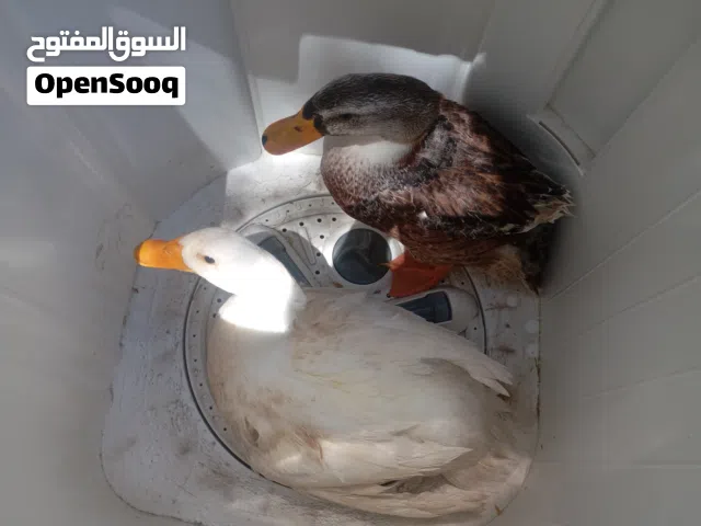 بط جوز ذكر و أنثى