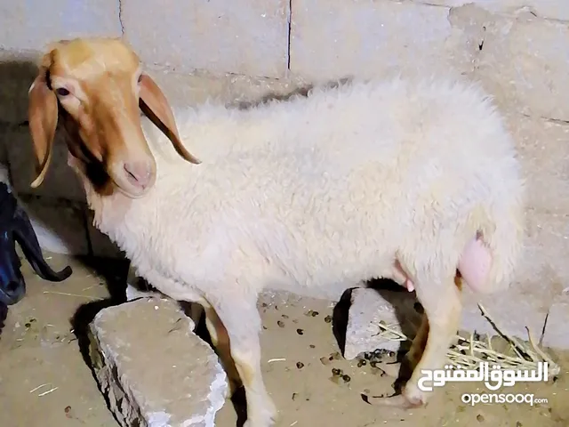 قرورة معاها عبور شكل