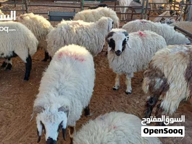 sheep's goats Eid booing open advance