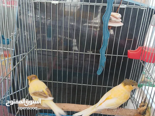 كنار تحتي بيض و فرخ