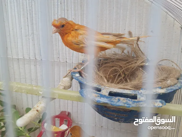 جوز كنار مشامشه ع الأول