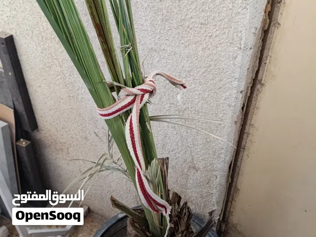 برحية للبيع