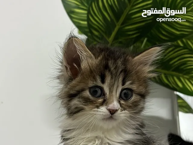 قطه مين كوب للبيع