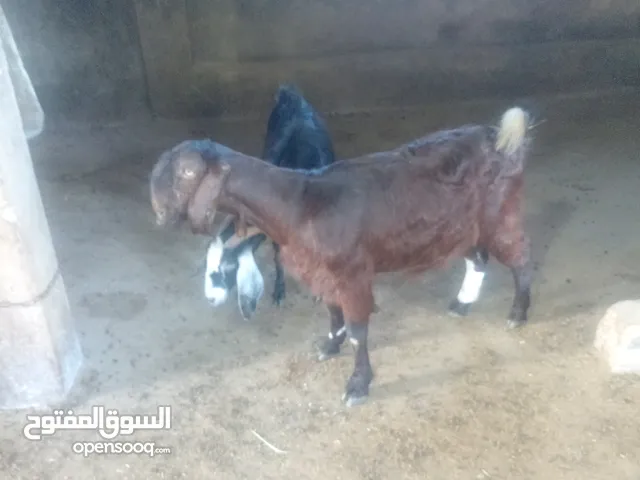 عنزيه مقنوي