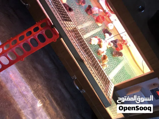 حضانه افراخ دجاج
