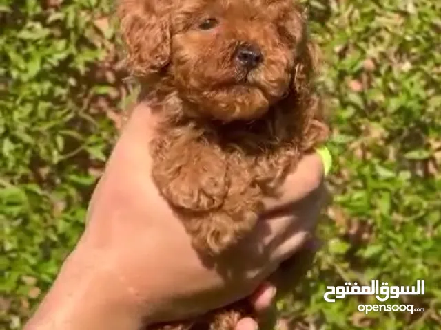 جراوي توي بودل للبيع