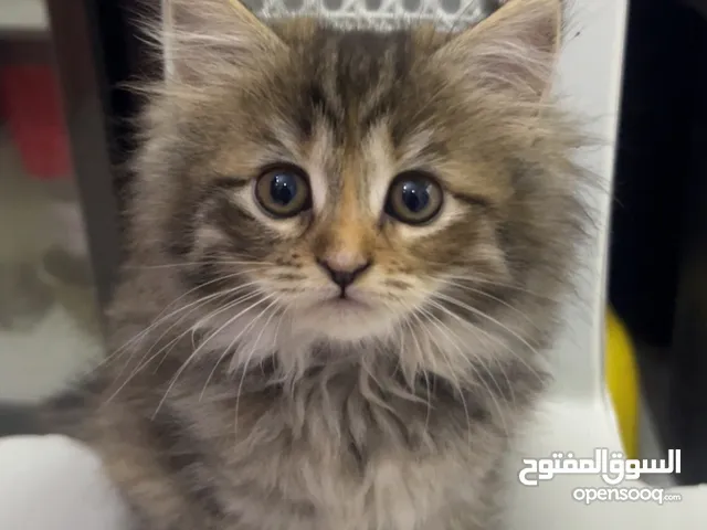 قطة شيرازي عمرها شهرين ونص للبيع 300 أو 200