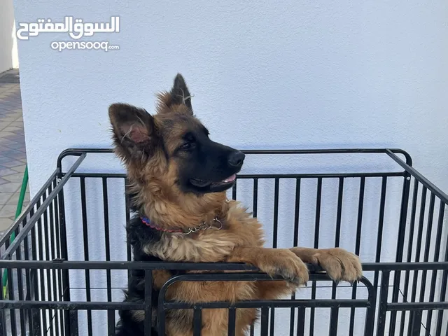 12 months old German shepherd female