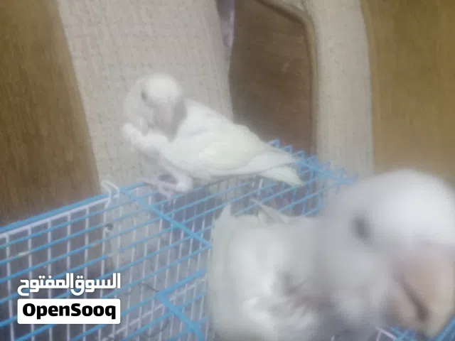 غنادير اليفات زق