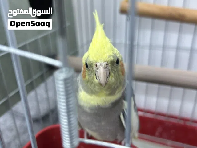 جوز كوكتيل مع قفص جامبو حجم كبير