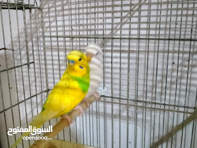 طيور البادجي زوج مع البيض و يوجد مع الصغار أيضا