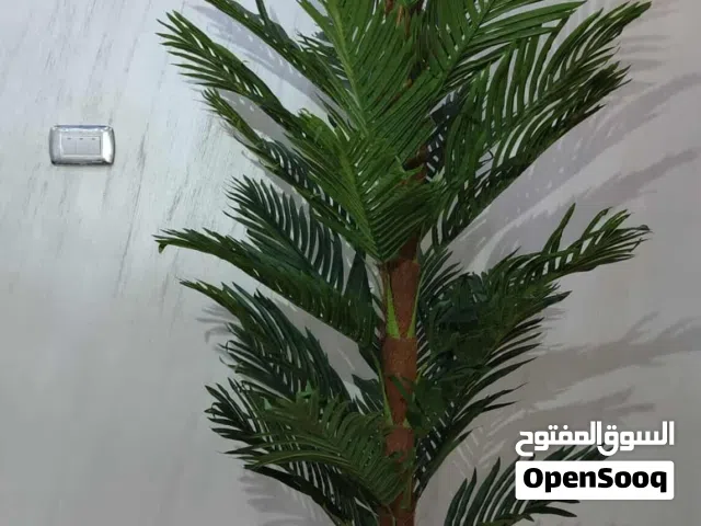 شجره الاريكا الكثيفه