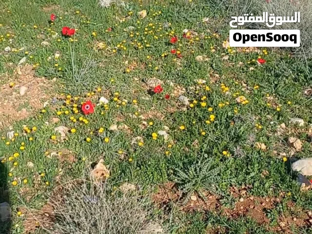Farm Land for Sale in Jerash Dahl