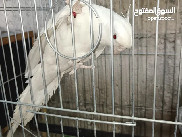 كوم كوكتيل