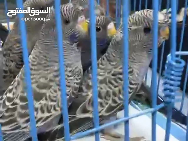 سلام عليكم طيور الحب بلاك مخاليف سعر الزوج 200 الف والشراي يدلال