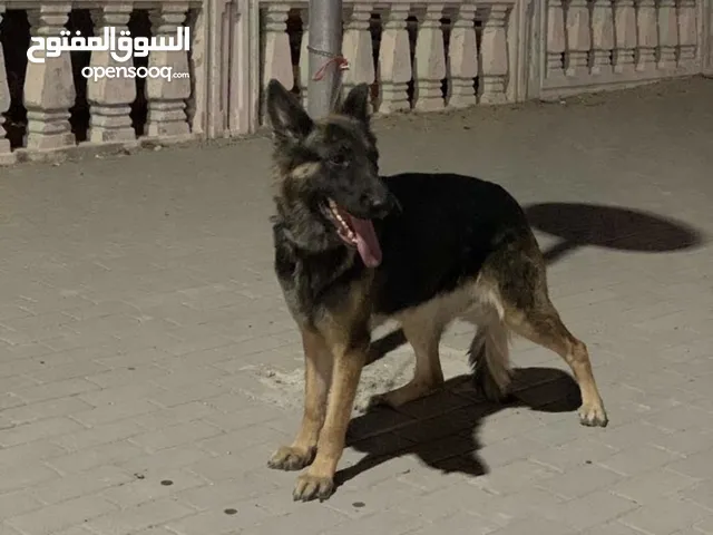 كلبة حراسة جيرمن شرسه جدا للبيع
