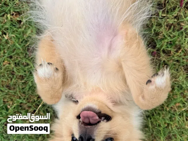 المبلغ قابل للتفاوض  6 months old female Pomeranian (OPEN TO NEGOTIATING)