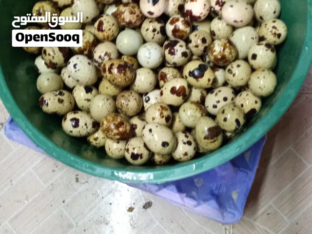 في بيض فري مخصب والاكل والتفقيس سعر الطبق  دينار اوثمامون  سعر البيضه ست قرش مافي توصيل عندي مابكفله