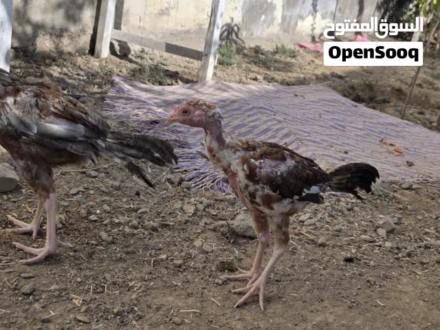 دجاج باكستاني