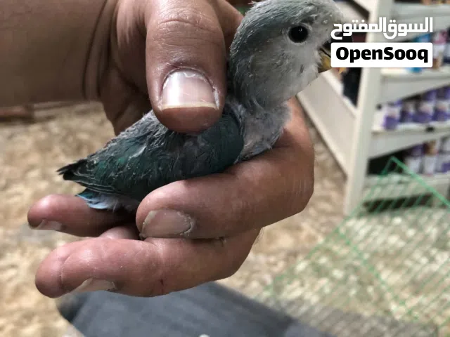 طيور للبيع