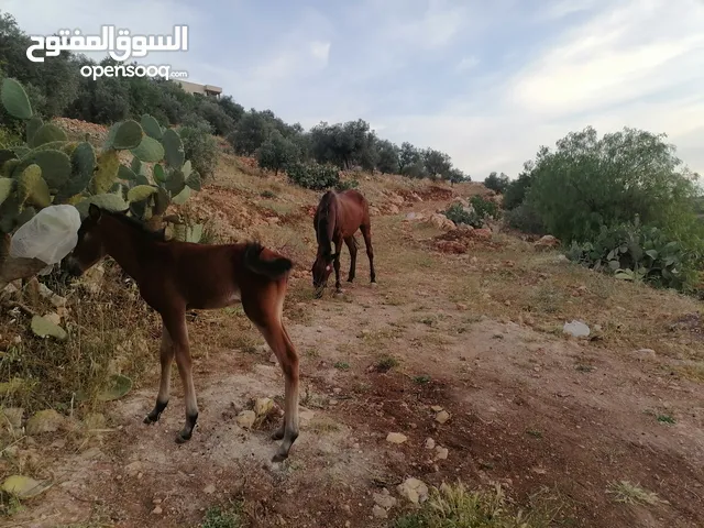 فرس و بنتها