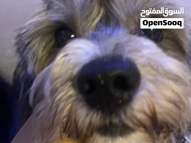يلعب مودب و ما ينبح وايد