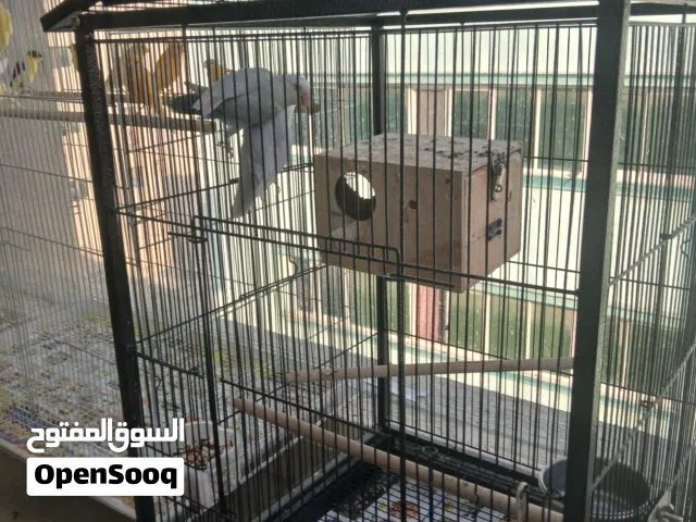 ماشاء الله زوج لوف بيرد جاهز للنتاج الوان جميله